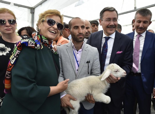 Başkentin ortasında çiftlik kuruldu